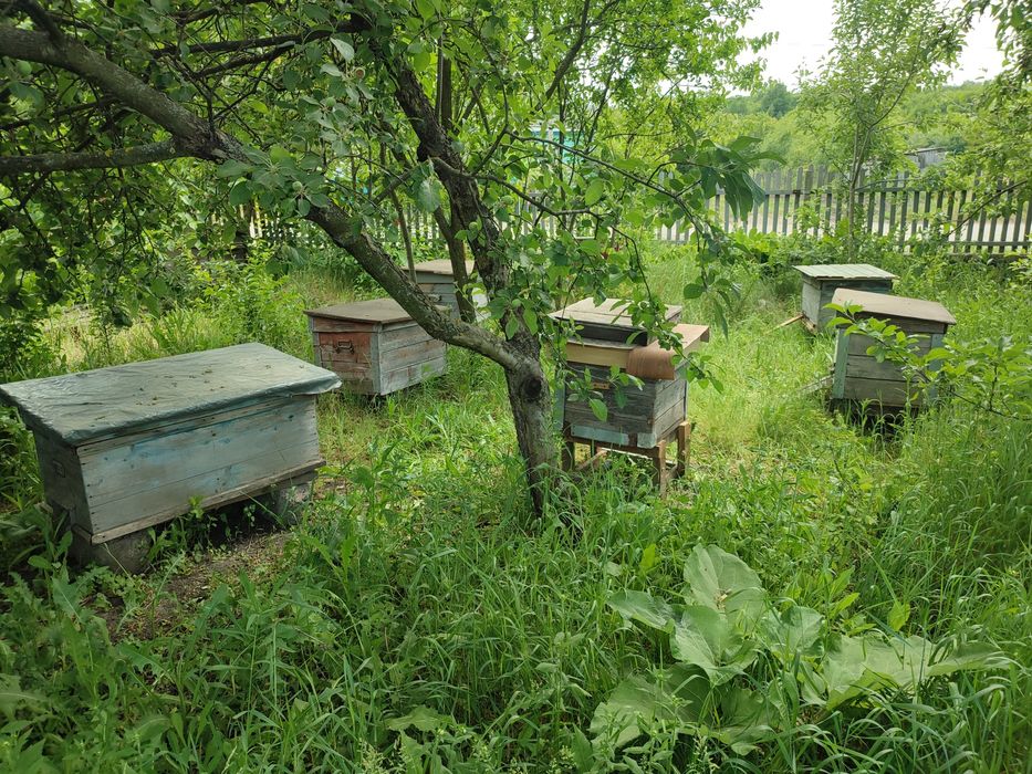 Продам власну пасіку