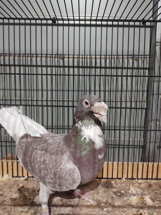 Gołębie pocztowe staropolskie