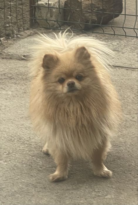 За символічну плату дівчинка шпіц