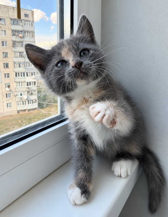Отдам котенка трехцветку, 1,5 месяца