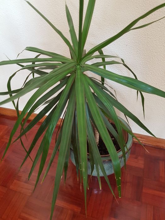 Plantas da família das dracaenas em vaso