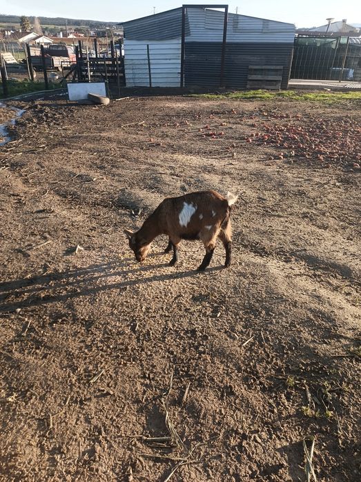 Duas cabras anãs para vender