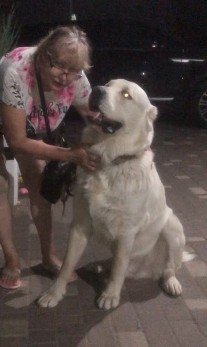 Вязка .Кобель САО.КСУ