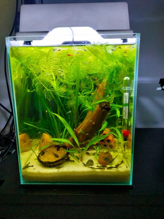 Akwarium 10l wymiary 20x20x25 cm z życiem i całym wyposażeniem