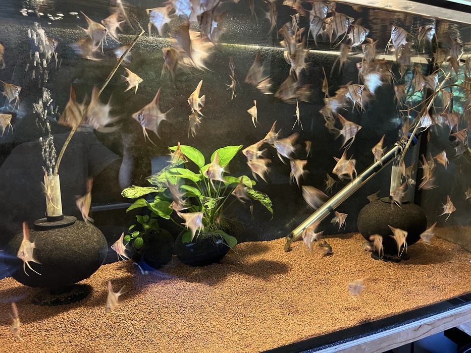 Sprzedam młode skalary.