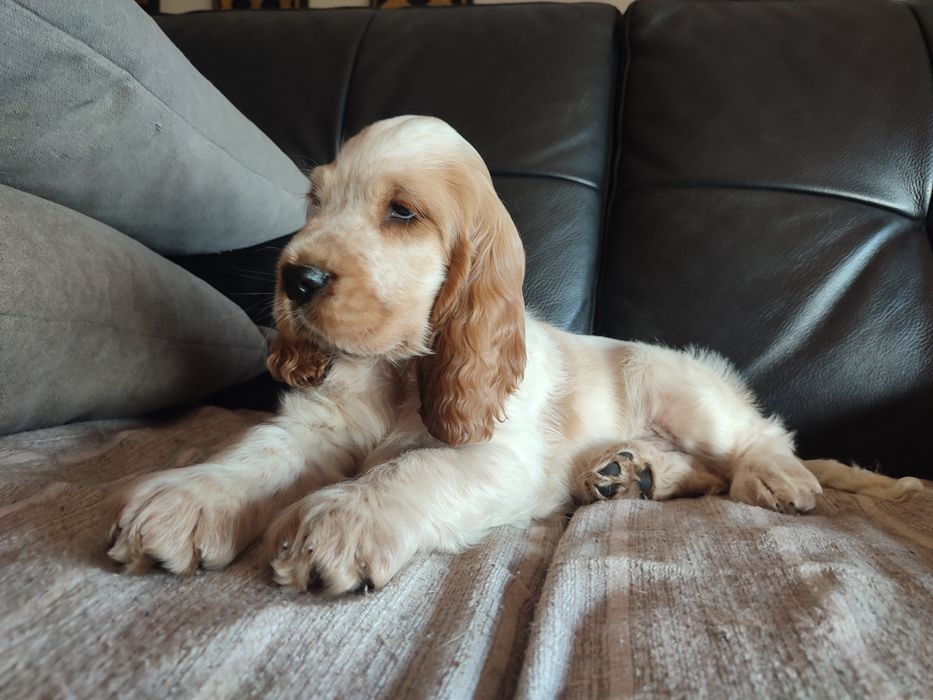 Cocker spaniel inglês