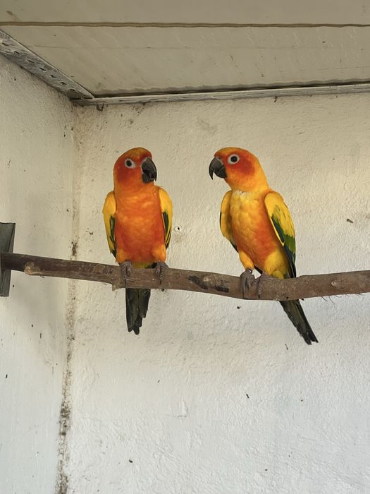 Casal de aratingas sol