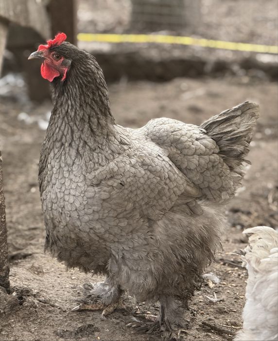 Кури кохінхін пара