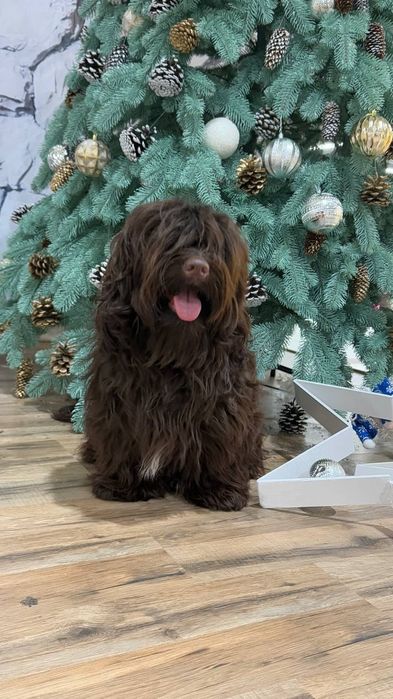 Гаванский бишон, Хаванез. Мальчик