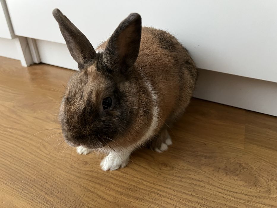 mini królik z dużą klatką sprzedam królika i z wyposażeniem