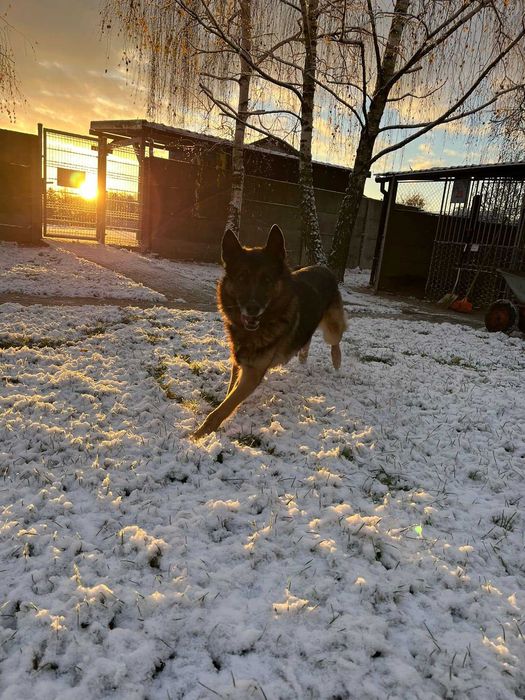 Borys - w typie Owczarek niemiecki; lubi wspólne spacery i aportowanie