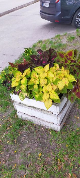 Колеуси ,свіжозріз.Однорічні ,яскраві рослини,зимують в приміщенні.