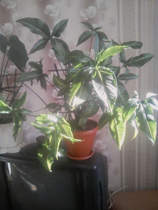 Продам комнатные цветы.