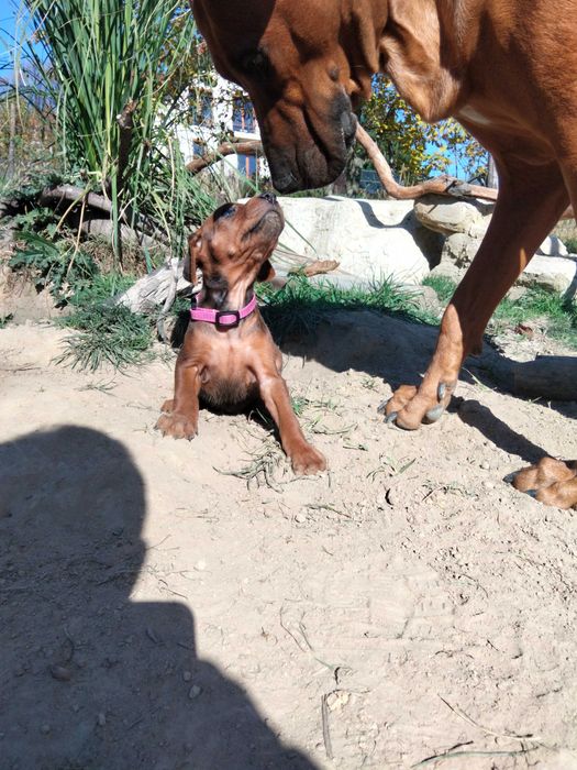 Już jest. Miot „Serce Afryki” | wyjątkowe linie afrykańskie | ur. 18.09.2026- Rhodesian Ridgeback FCI Domowa Hodowla