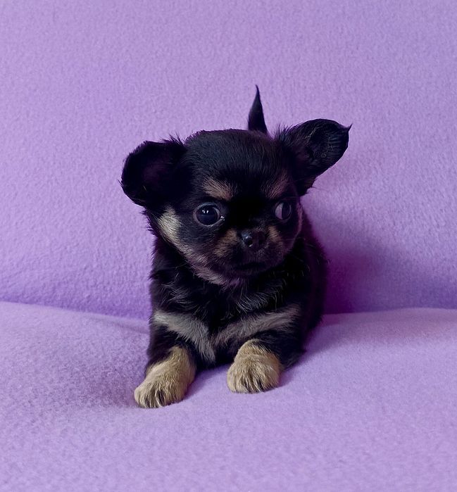 Chihuahua długowłosa sunia