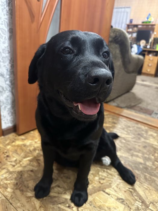 Шукаємо дівчинку лабрадора для спарювання