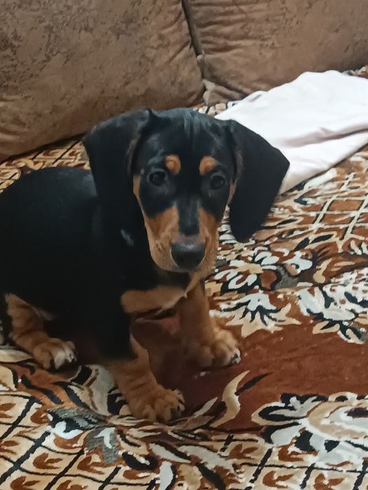 Срочно Продам щенка  Таксы