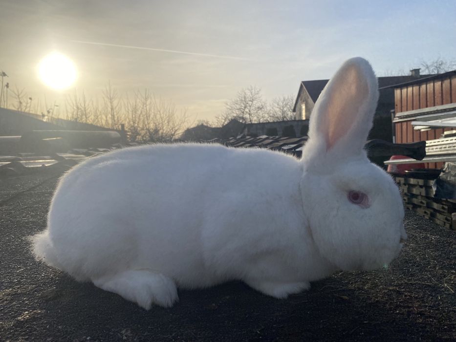 Samica nowozelnadzka biała