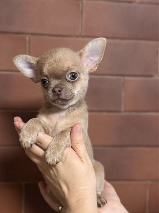 Щенки чихуахуа мальчики