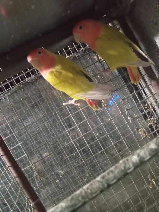 Agapornes  rosicoles