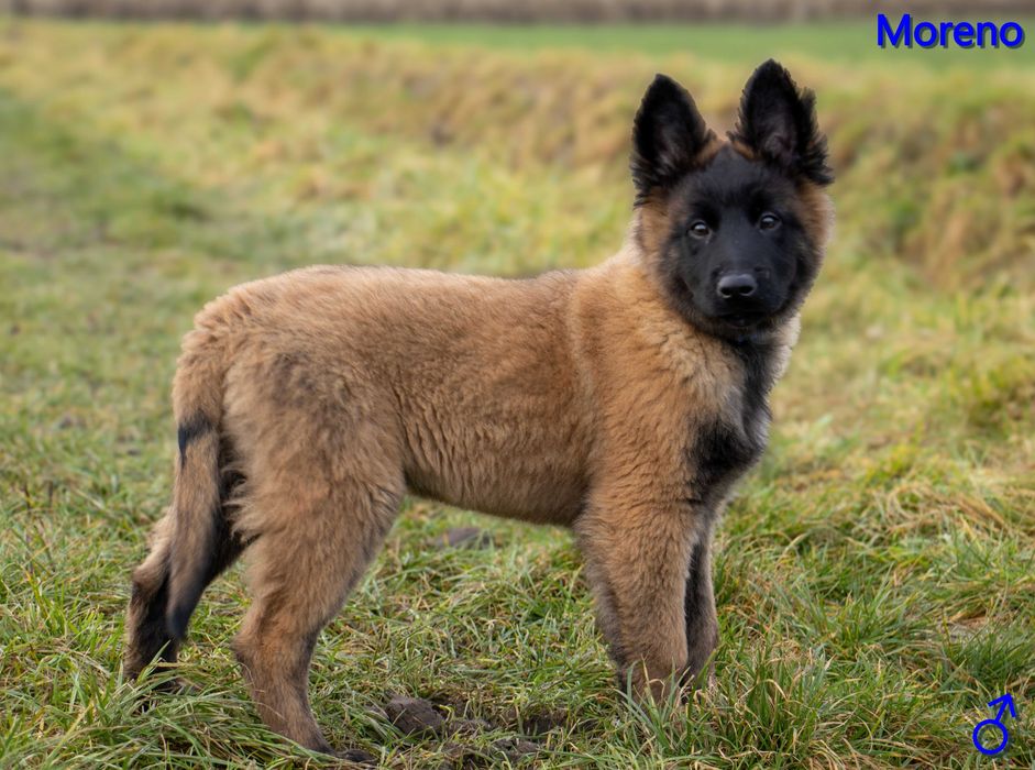 Owczarek Belgijski Tervueren ZKwP (FCI) - szczeniak