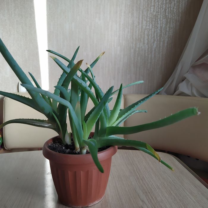 Домашние цветы .