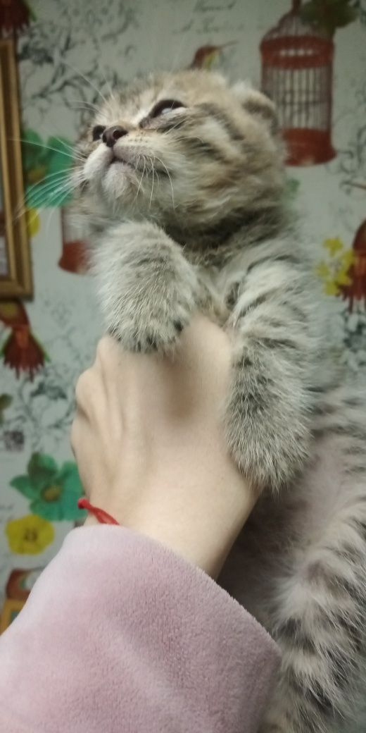 Породисті котята: 300 грн. - Коти Данилівка на Olx