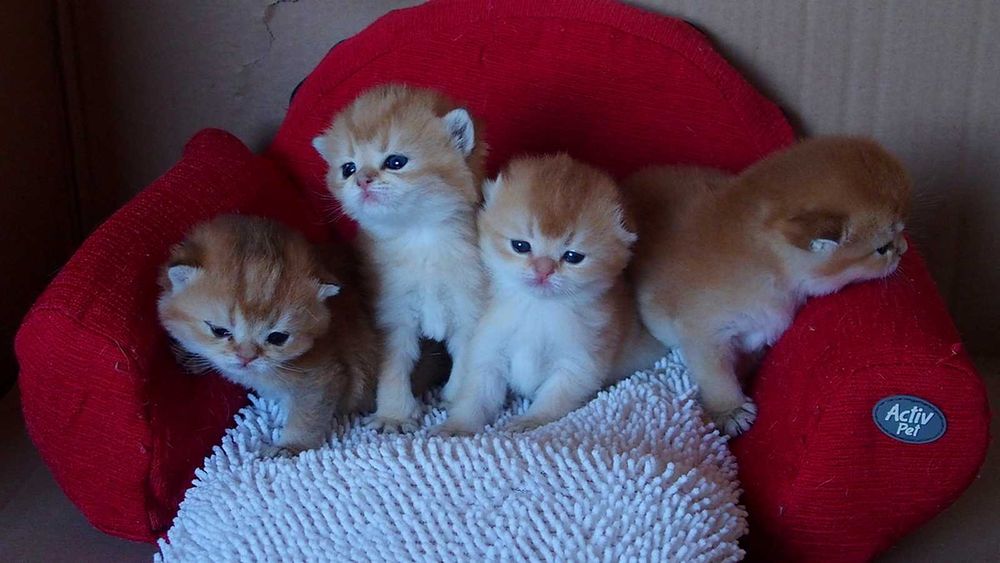 Szkocki Zwisłouchy Kolor Złoty