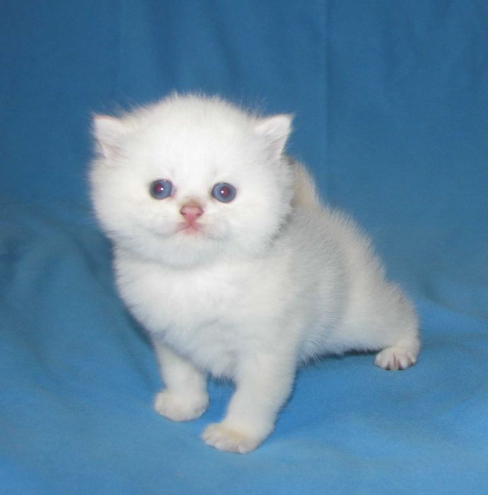Котик золота шиншила пойнт