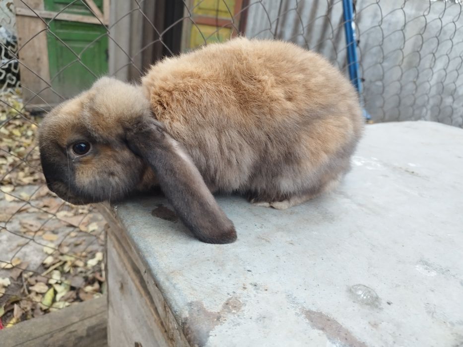 Хлопці французький баран