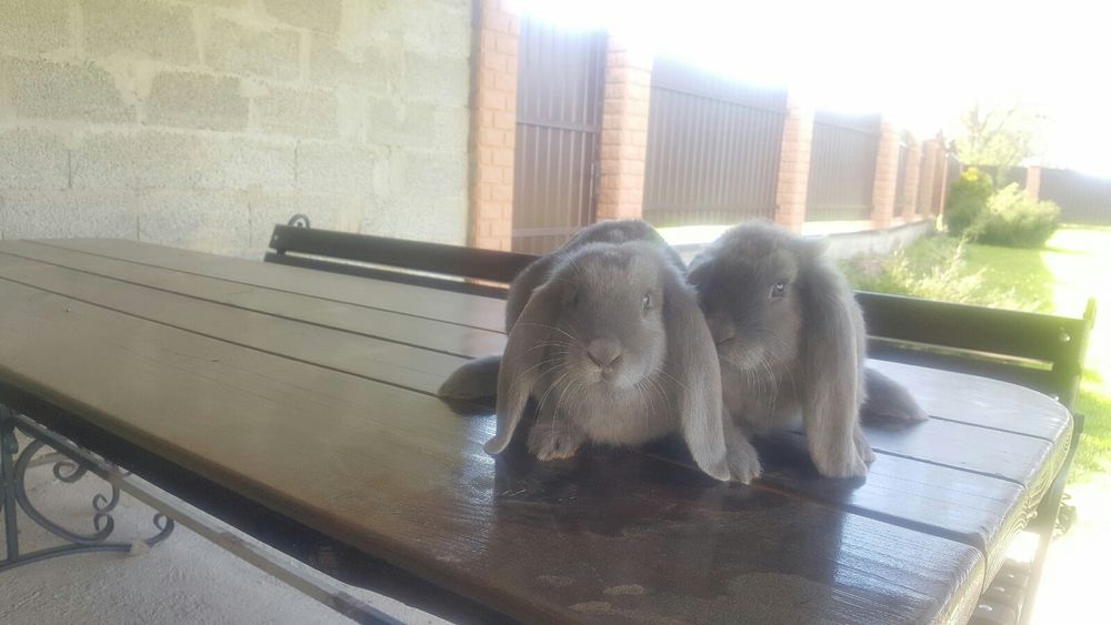 Французькі барани