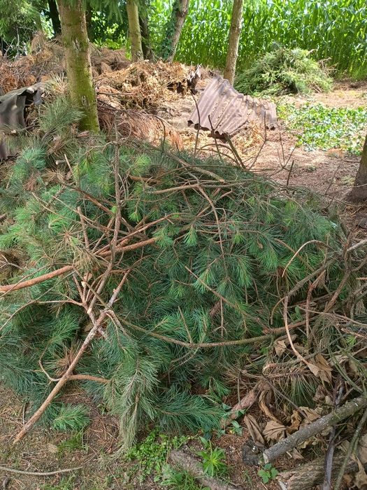 Drewno opałowe gałęzie