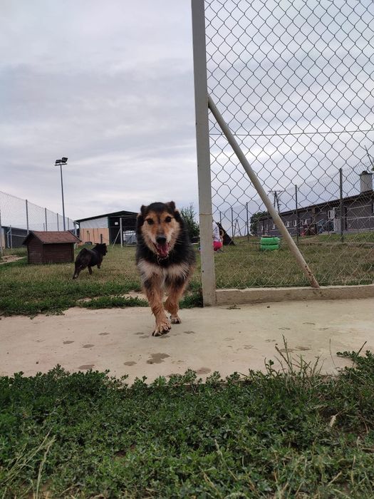 Terrierek Bero czeka na dom