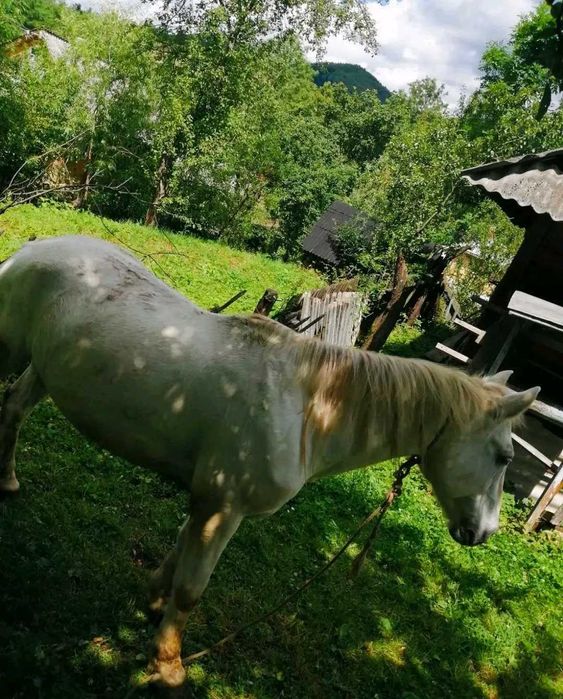 Продається кінь в селі Липовиця