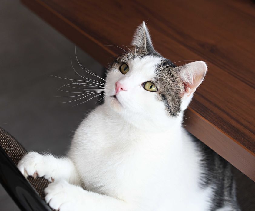 Farcio domu szuka i Człowieka zacnego.