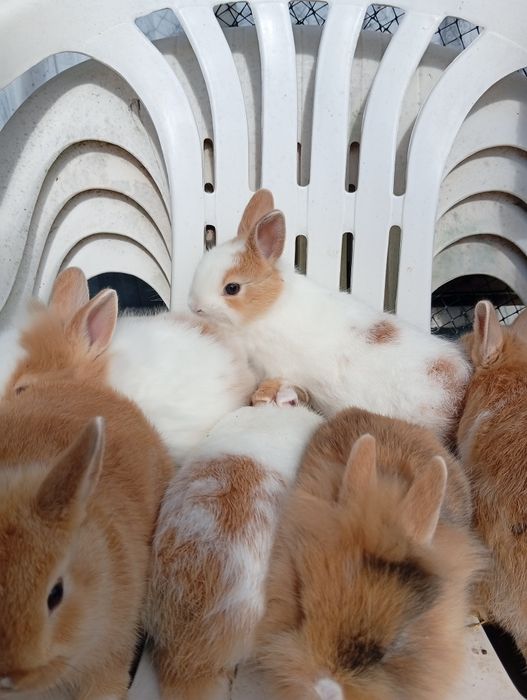 Coelhos anões já a comer sozinhos
