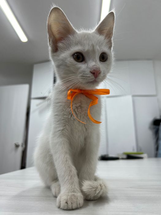 Віддамо кошеня у добрі руки