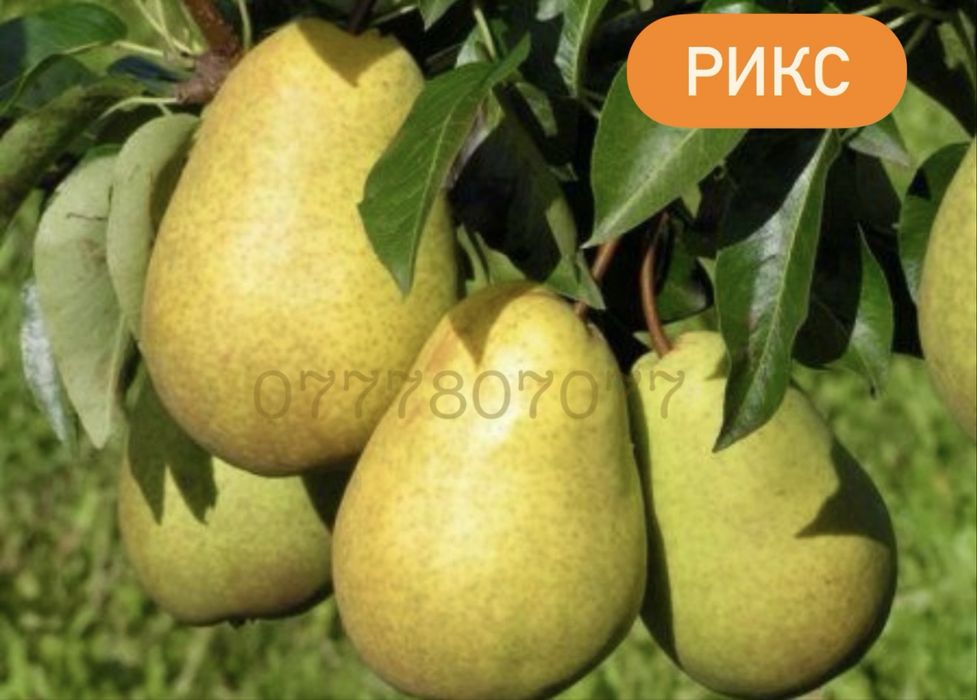 Яблука Садженці Слива Персик Айва Никтарин Саженці  Груша Инжир