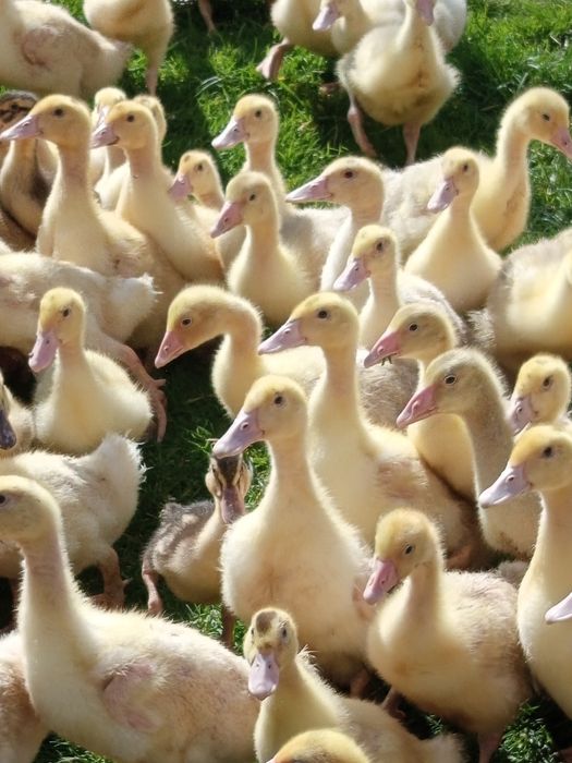 Kaczki mulard mięsne  dworka staropolska