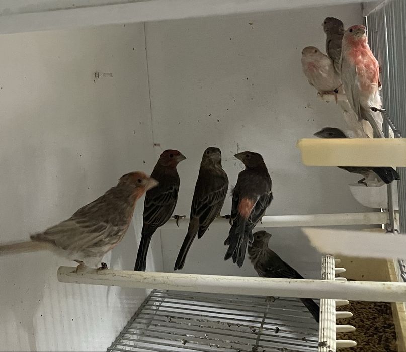 Canarios desponiveis para venda