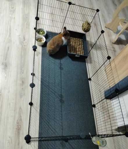 Klatka dla gryzoni królików świnki morskiej psa kota NOWA modułowa