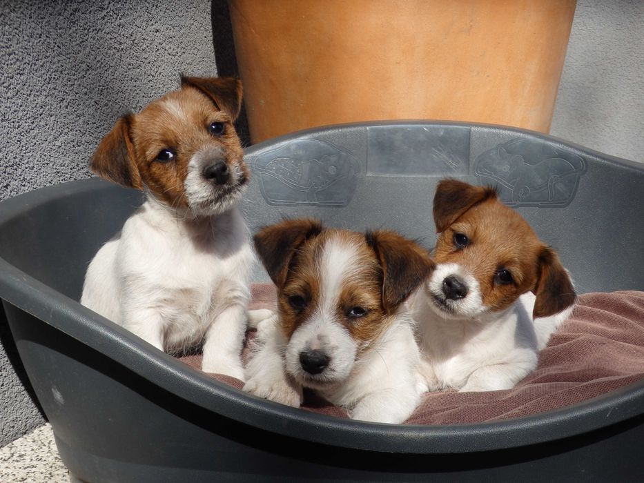 Jack Russell Terrier # YARA Smartie Jacks # broken haired female