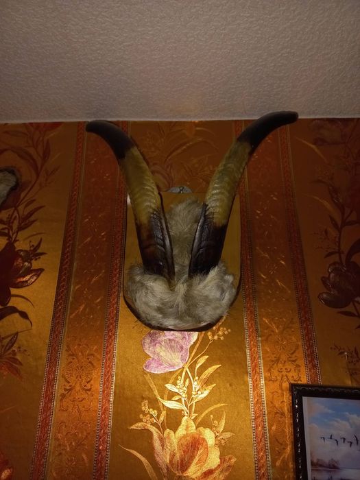 Чучело касули, совы, рога