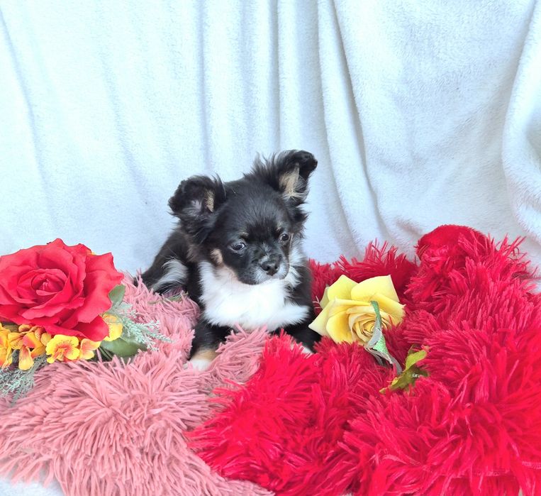 Śliczny długowłosy Poesek Chihuahua