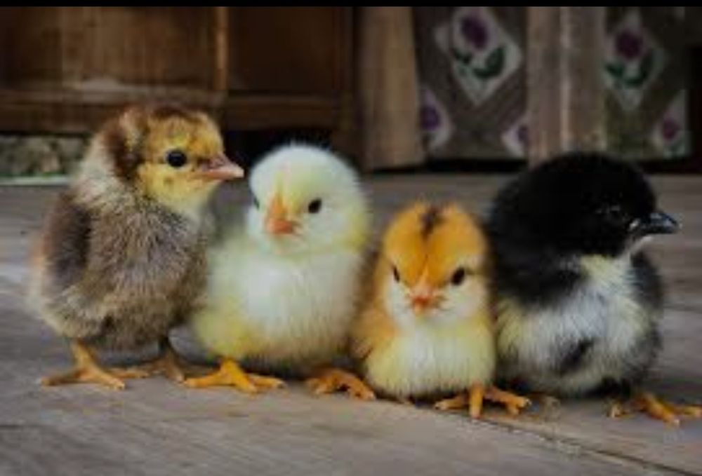 Продам яйця інкубаційні м'ясояєчні иікс