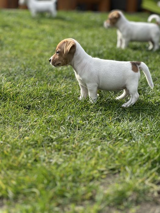 Jack Russel Terrier