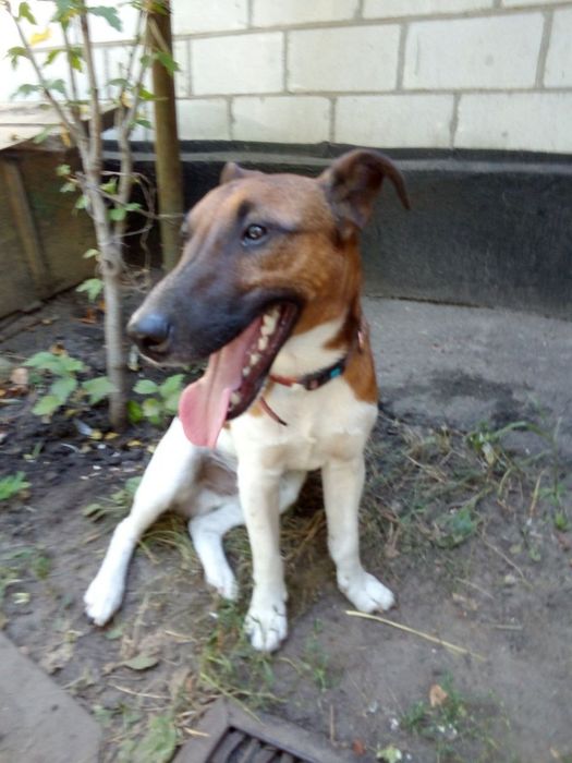 Фокстерьєр, в'язка