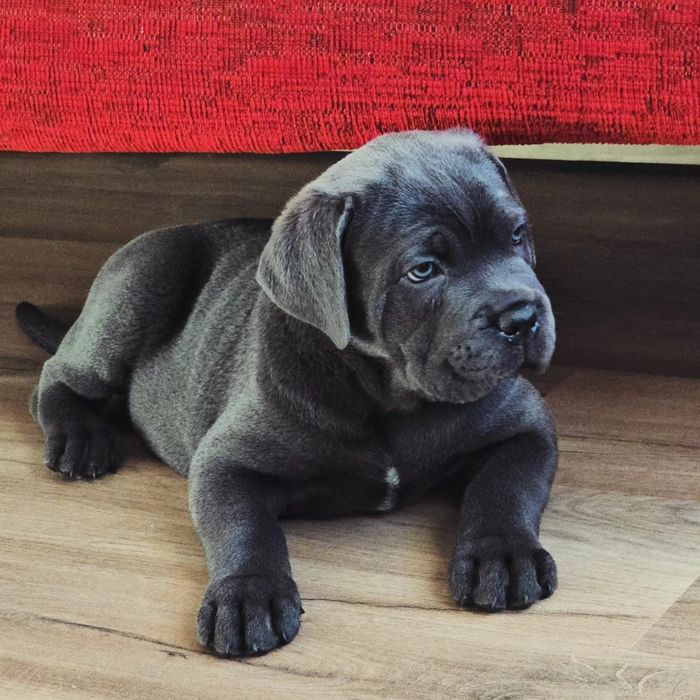 Cane corso italiano