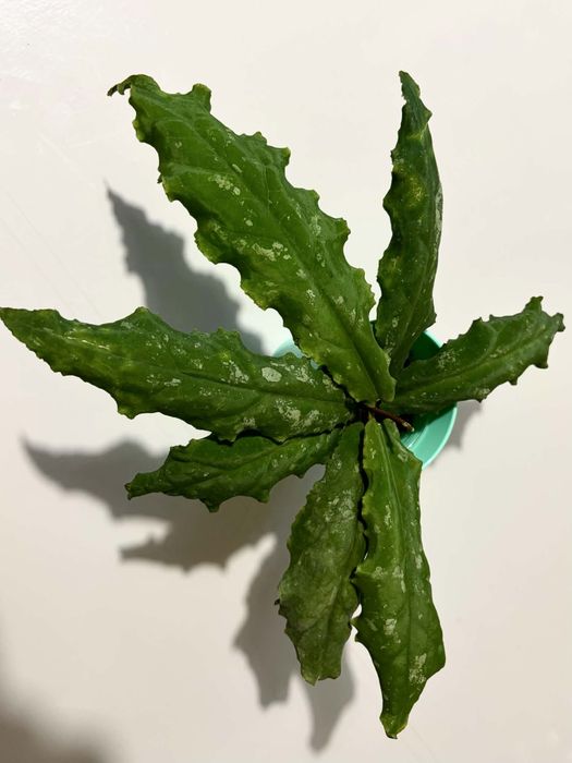Хойя Hoya Undulata Long