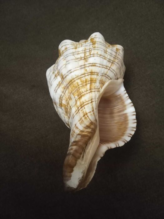 Мушлі для декору та акваріума.